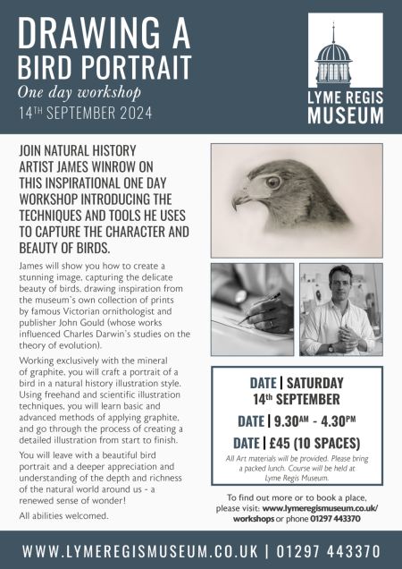 Drawing a bird portrait workshop at Lyme Regis Museum