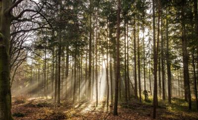 sunlight shining through a forest with tall trees