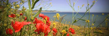 Red Poppies in a field over looking the sea. 